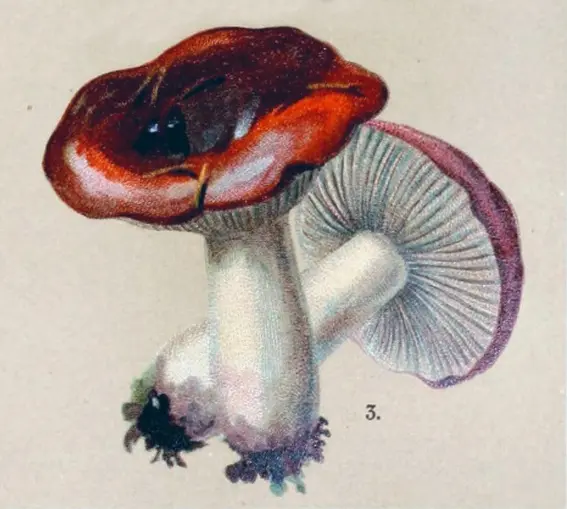 A lovely mushroom